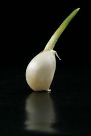 Garlic clove sprouting a green shoot