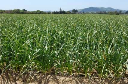 Young garlic crop growing in a field