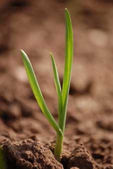 Garlic seedling emerging from prepared soil