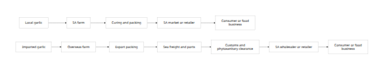 Flowchart comparing local and imported garlic supply routes