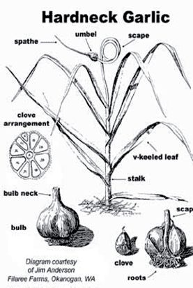 Hardneck garlic botanical diagram