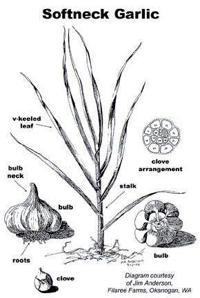 Softneck garlic botanical diagram