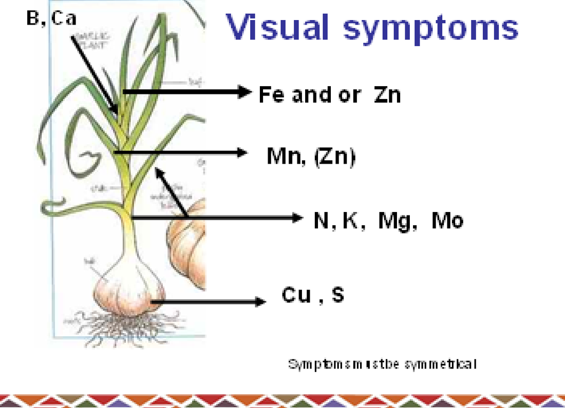 Diagram of where nutrient deficiency symptoms appear on the plant