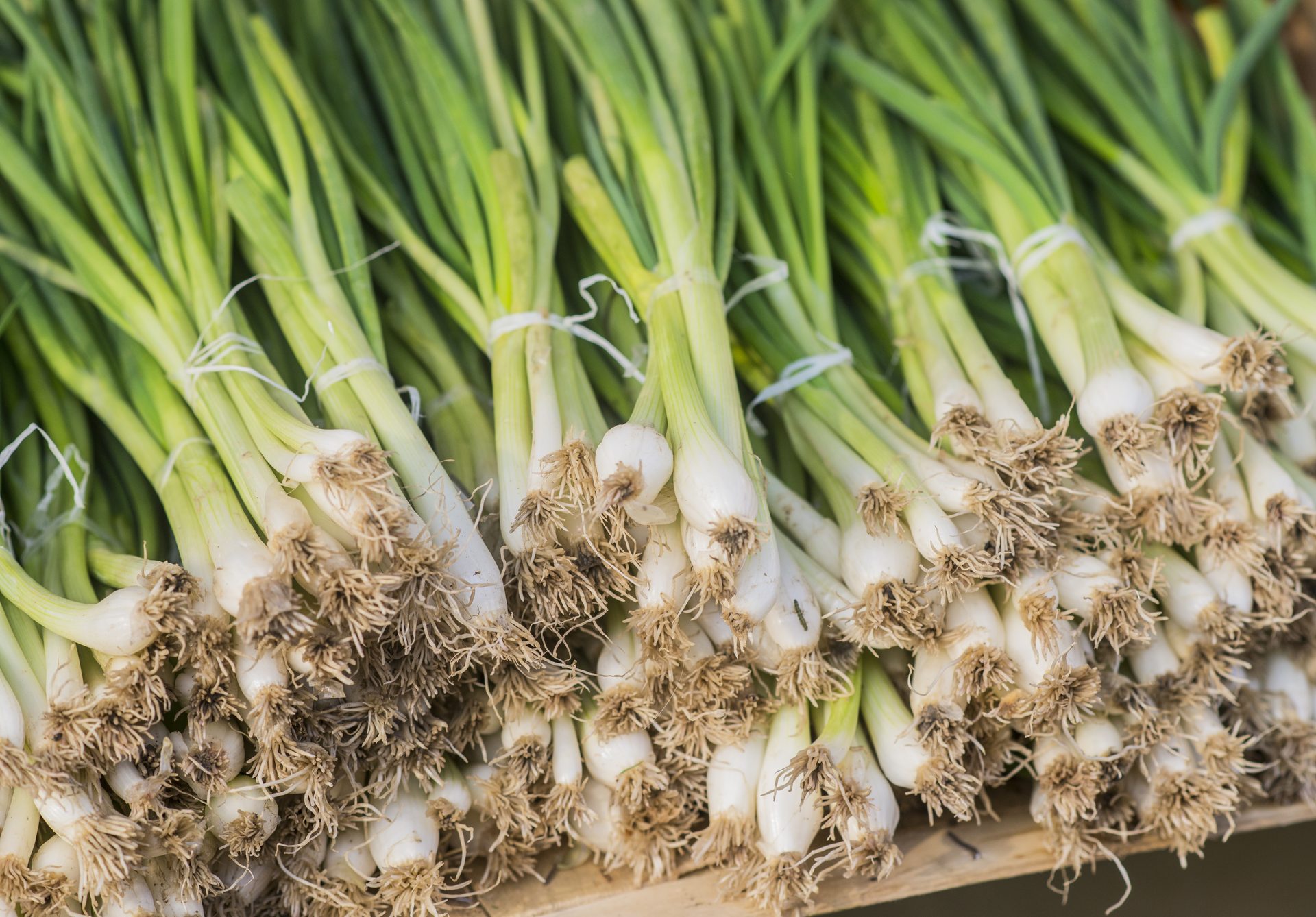 Freshly bundled spring onions